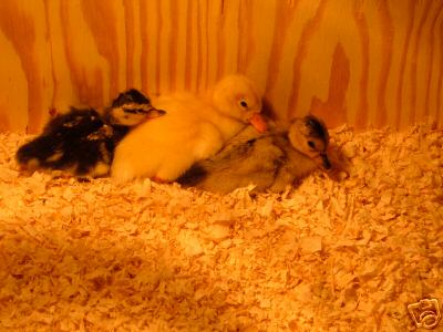 6+ fertile duck eggs for hatching 6 different breeds 