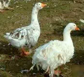 2 sebastopol geese/goose hatching eggs
