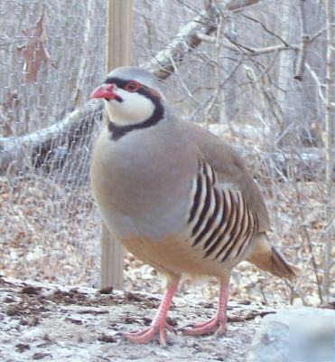 18 ++chukar hatching eggs --pheasant / quail