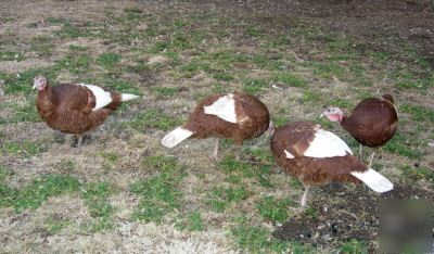 12+ bourbon red turkey hatching eggs - heritage breed 