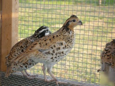 12+extras-mexican speckled bobwhite quail hatching eggs