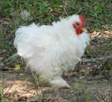 8+ cochin bantam eggs ~~~~blue, laced and frizzle~~~~