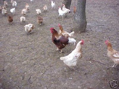 Chicken hatching eggs 9 rhode island pure&gold star xx