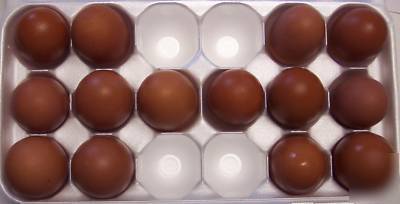 15+ black copper marans chicken hatching eggs maran