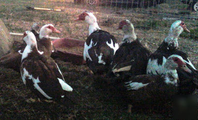 6+ purebred chocolate and white muscovy hatching eggs