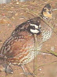 6+ bobwhite quail hatching eggs