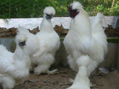 White silkie chicken hatching eggs ~fluffy & purebred~