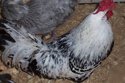 12 + mixed breed chicken eggs for hatching