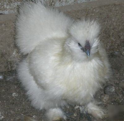 14+ purebred bearded silkie hatching eggs(show quality)
