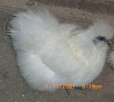 14+ purebred bearded silkie hatching eggs(show quality)
