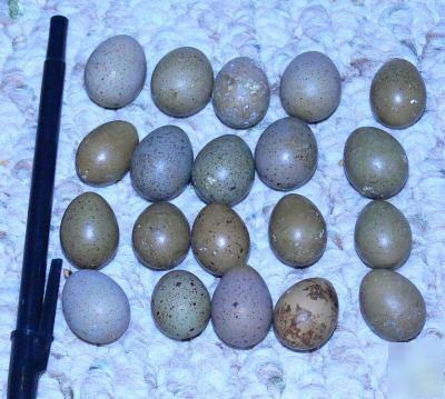 Button quail 20 hatching eggs high fertility