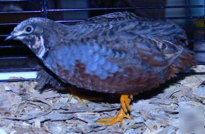 Button quail 20 hatching eggs high fertility