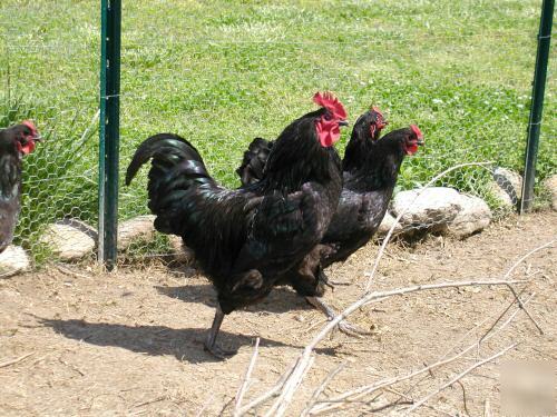 12 black jersey giant hatching eggs rare breed heritage