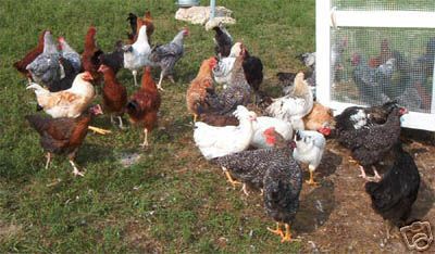 24+ extras dark brown hatching chicken eggs free ship