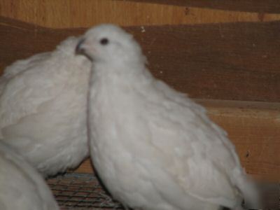 12+extras - white bobwhite quail hatching eggs