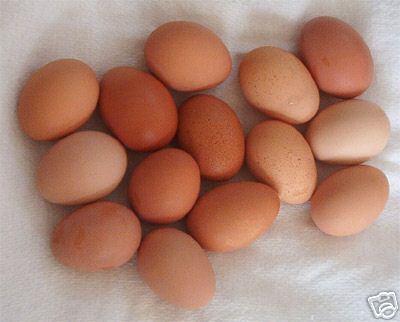 6+ extras dark brown hatching chicken eggs free ship