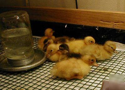 ~6+~butterscotch & snowy call duck hatching eggs ~npip~