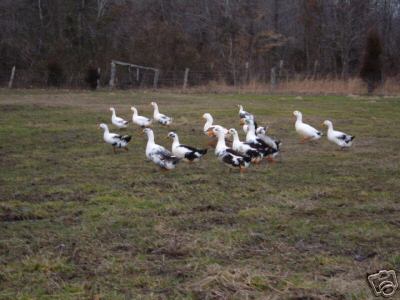 6+ fertile duck eggs for hatching 6 different breeds 