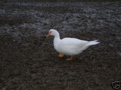 6+ fertile duck eggs for hatching 6 different breeds 