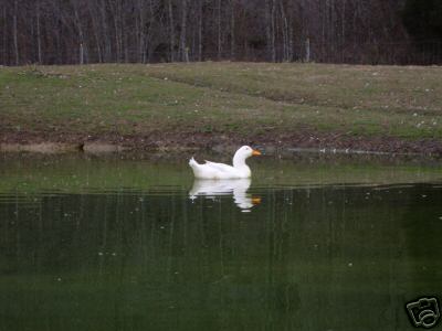 6+ fertile duck eggs for hatching 6 different breeds 