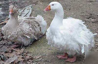 2 sebastopol geese/goose hatching eggs