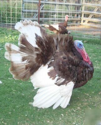 12+ bourbon red turkey hatching eggs - heritage breed 