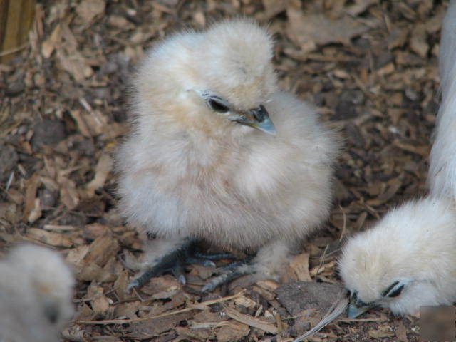 Mini incubator for hatching eggs. chick bator.