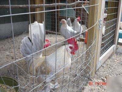 6+ porcelain d'uccles bantam hatching eggs