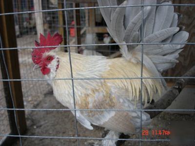 6+ porcelain d'uccles bantam hatching eggs