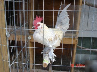 6+ porcelain d'uccles bantam hatching eggs