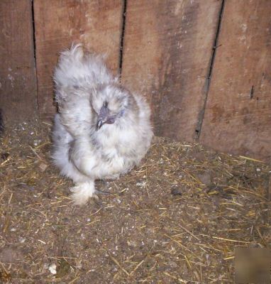 Splash silkie bantam fertile hatching eggs 6+ bonus 