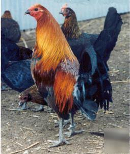 6 old english bantam chicken eggs ready for incubation