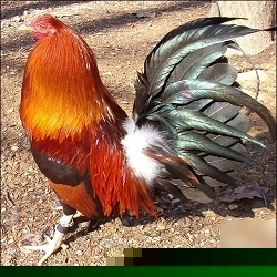 How to make $1000 a month raising chickens part time cd