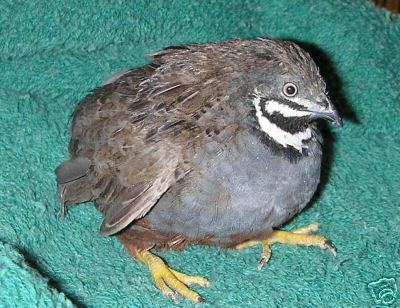 20+ extras button quail hatching eggs