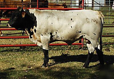 Semen 10 straws-non-ai cert. reg -tx~lh grulla bull spo