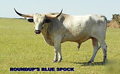 Semen 10 straws-non-ai cert. reg -tx~lh grulla bull spo