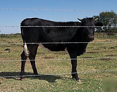 Semen 10 straws-non-ai cert. reg -tx~lh grulla bull spo