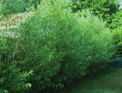12 hybrid willow tree austree can grow 15' in one year