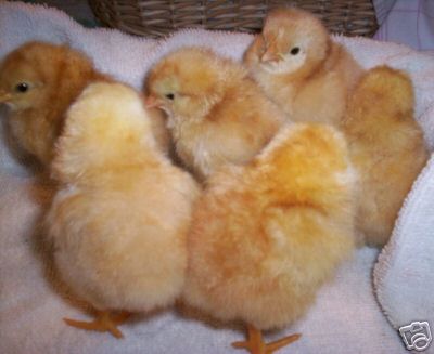 12 pure buff orpington hatching eggs *dual purpose bird