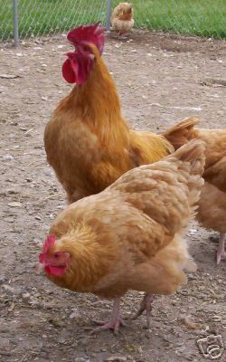12 pure buff orpington hatching eggs *dual purpose bird