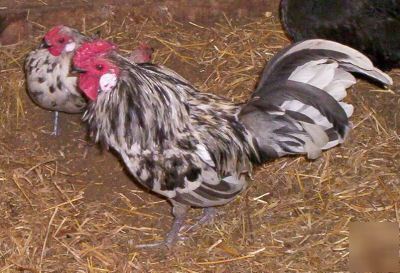 New splash rosecomb bantam fertile hatching eggs 6+ 