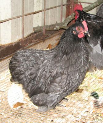 8+ cochin bantam eggs ~~~~blue, laced and frizzle~~~~