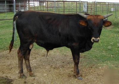 Semen 10 straws-ai cert. reg. black tx longhorn bull