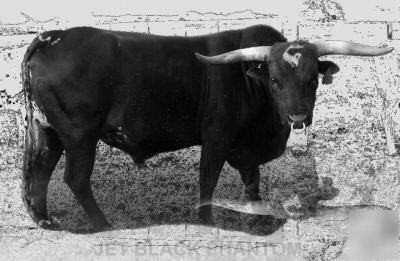 Semen 10 straws-ai cert. reg. black tx longhorn bull