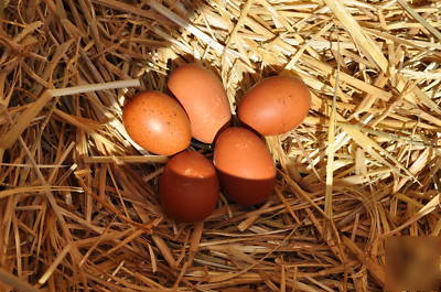 10+ french black copper marans fertile hatching eggs