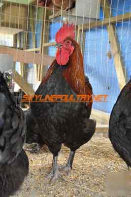 10+ french black copper marans fertile hatching eggs