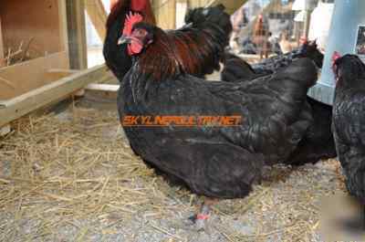 10+ french black copper marans fertile hatching eggs