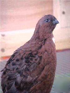 90+ fresh tennessee red b/w quail hatching eggs 