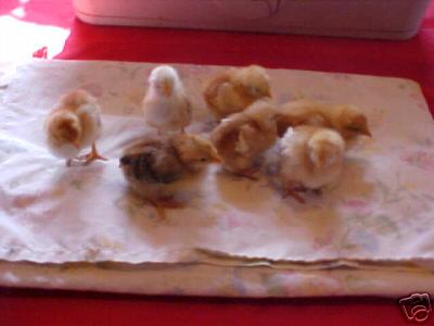 Chicken hatching eggs 9 rhode island pure&gold star xx