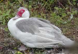 Muscovy duck hatching eggs ( set of 4 ) presale